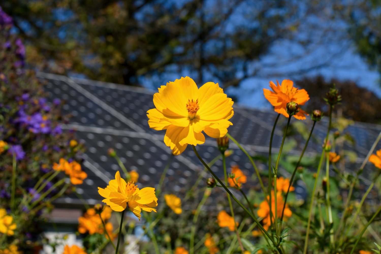 Clean energy consultation